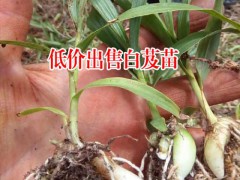 陜西商洛市10~20cm三叉白芨種苗多少錢?圖3