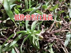 云南紅河州瀘西縣白芨種苗多少錢?圖2