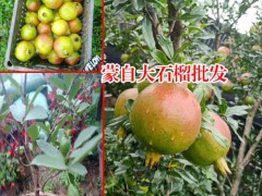 云南蒙自石榴種植基地_圖2