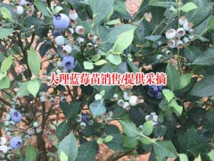 云南藍(lán)莓苗多少錢一棵?_藍(lán)莓苗云南今日均價(jià)圖3