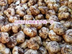 幾種食用百合的儲(chǔ)藏方法?圖3