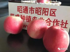 信陽市哪里有昭通蘋果|昭通果業(yè)基地|13887043679圖3