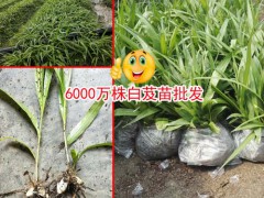 云南文山白芨種苗多少錢(qián)?一畝地需要多少錢(qián)圖2