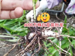 云南紅河10公分以下白芨種苗多少錢(qián)?圖1