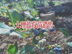 云南藍莓食用方法_云南藍莓食用方法圖3