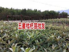 蒙自枇杷苗什么時候種植:-圖3