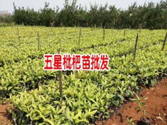 蒙自市紅艷苗圃基地苗木信息圖2