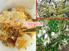 云南臨滄市土蜂蜜多少錢?_2018土蜂蜜價(jià)格網(wǎng)圖1