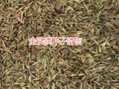 大理/紅河/昆明獨(dú)定子（金鐵鎖）種子*免費(fèi)提供技術(shù)的供貨商家圖1