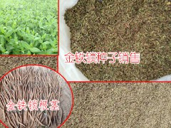 金鐵鎖種植技術(shù)_金鐵鎖種植高產(chǎn)技術(shù)_金鐵鎖的種植技術(shù)圖2