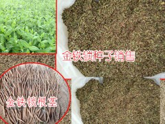 金鐵鎖種植技術(shù)_金鐵鎖種植高產(chǎn)技術(shù)_金鐵鎖的種植技術(shù)圖3