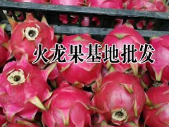 火龍果酒價格|火龍果干片批發(fā)|火龍果花批發(fā)|火龍果自產(chǎn)自銷圖2