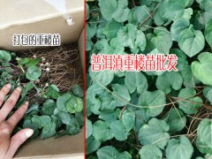 滇重樓苗多少一株?_華重樓苗多少一株?圖2