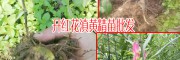 種植黃精_哪個(gè)品種好?-13466191986