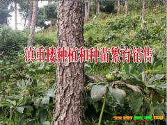 云南滇重樓種植產品回收_一條龍服務公司_技術科研、推廣、示范活動生物公司圖2