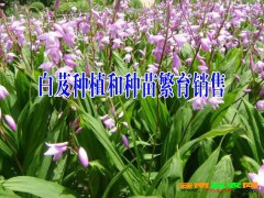 云南巨莖白芨哪里在銷售？圖2