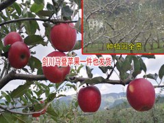 怎么挑選云南野蘋果?_劍川縣續(xù)鵬種植園圖2