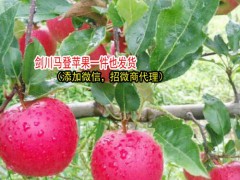 云南麗江市冰糖心蘋果多少錢?_云南麗江市蘋果價(jià)格網(wǎng)圖2