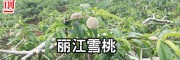 云南麗江雪桃苗價格 15元/棵-[地理標(biāo)志證明商標(biāo)]