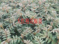 大紅袍花椒苗哪里好_大紅袍花椒苗哪里買?圖3