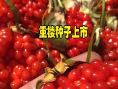 5-6年重樓畝產(chǎn)量在多少?_13987235380圖1