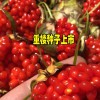 5-6年重樓畝產(chǎn)量在多少?_13987235380