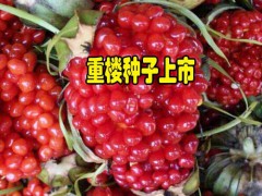 重樓根莖種植方法_云南重樓根莖注意事項(xiàng)圖2