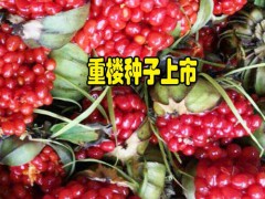 重樓根莖種植方法_云南重樓根莖注意事項(xiàng)圖3