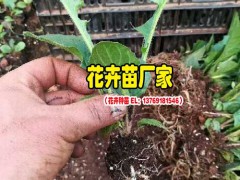 云南非洲菊種苗廠家_一般的花卉營(yíng)養(yǎng)液怎樣配制?圖2