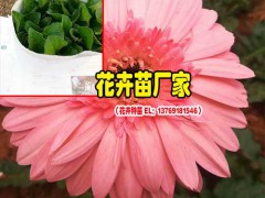 非洲菊公司客服是多少?_什么是非洲菊圖2