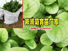 非洲菊與其他鮮花搭配花語(值得收藏)_非洲菊花卉批發(fā)銷售圖3