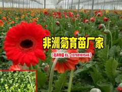 如何給昆明非洲菊施肥_景鑫非洲菊種苗圖3