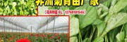 昆明景鑫非洲菊施什么肥料