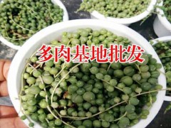 多肉養(yǎng)殖開(kāi)花大棚圖片_多肉植物葉子_冬季養(yǎng)殖技術(shù)室內(nèi)注意事項(xiàng)方法圖2