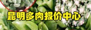 昆明多肉批發(fā)市場(chǎng)_昆明呈貢斗南多肉報(bào)價(jià)中心