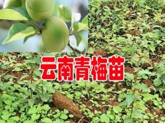 青梅苗哪里有售_青梅果苗多少錢一株?圖3