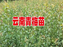 2018青梅產(chǎn)地行情價(jià)格_大青梅云南大理36元/斤圖1