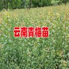 2018青梅產(chǎn)地行情價(jià)格_大青梅云南大理36元/斤