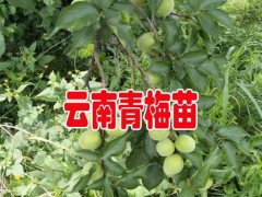 2018青梅產(chǎn)地行情價(jià)格_大青梅云南大理36元/斤圖3