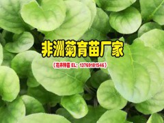 云南花卉云南花卉網(wǎng)_云南花卉公司——景鑫花卉圖2