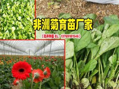 云南花卉云南花卉網(wǎng)_云南花卉公司——景鑫花卉圖3