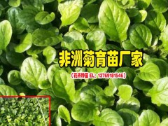 云南非洲菊種苗廠(chǎng)家_一般的花卉營(yíng)養(yǎng)液怎樣配制?圖3