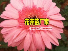 非洲菊育苗10余年_景鑫非洲菊種苗圖1