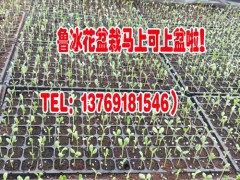 如何給昆明非洲菊施肥_景鑫非洲菊種苗圖3