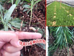 貴州白芨價格_貴州人工種植白芨公司圖1