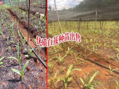 貴州白芨價格_貴州人工種植白芨公司圖2