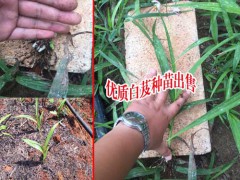 貴州白芨價格_貴州人工種植白芨公司圖3