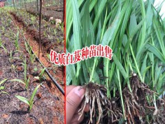 大理白芨基地聯(lián)系_楚雄白芨種植基地圖1