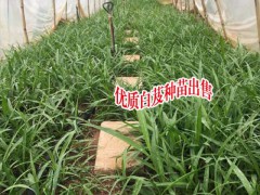 大理白芨基地聯(lián)系_楚雄白芨種植基地圖2