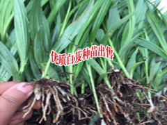 大理白芨基地聯(lián)系_楚雄白芨種植基地圖3